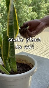 Welcome to EP-1 of The Green Gupshup 🌿And today’s Plant of the Day is the Snake Plant.