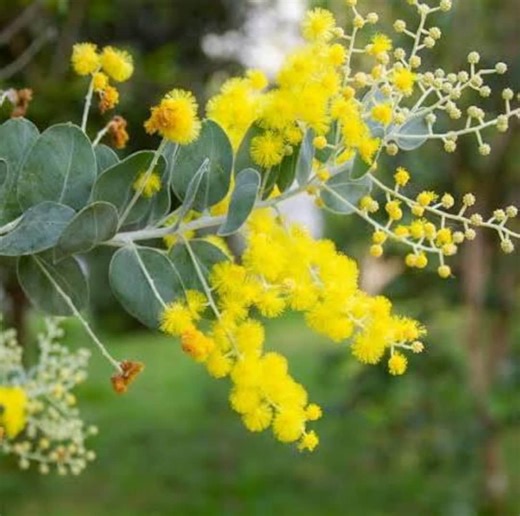 Pearl Acacia Sapling Multi-pack Yellow Flower Sage Acacia Podalyriifolia Bonsai Starter Live Plant Evergreen Tree Gift Garden Outdoor Floral - Etsy
