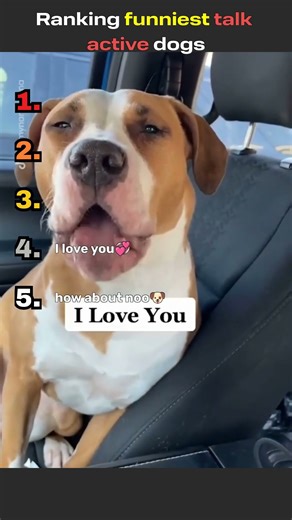 „Ranking the Funniest Talking Dogs Ever 🐶😂“#shorts