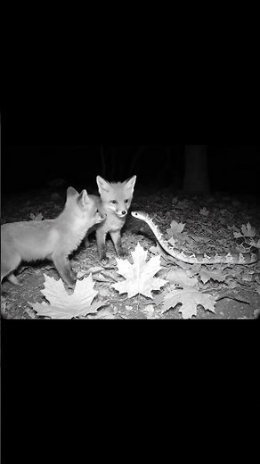Venomous Snake Encounters Baby Foxes… and Shows Restraint #wildlife #foxes