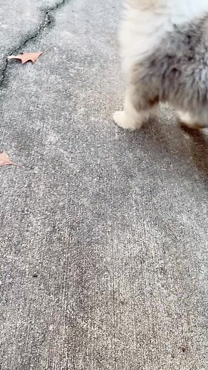 Smart Australian Shepherd Puppy Performing Tricks at 8 Weeks Old