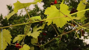 Elephant Hawk-moth larva crawling on grape leaves, showing true legs and prolegs in detail. The front legs move precisely while the soft prolegs grip the leaf—key for smooth locomotion.