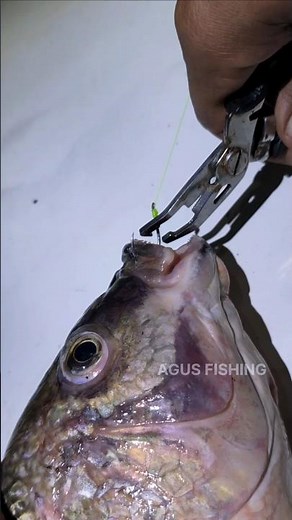 How to remove a hook from a fish's mouth #shorts #fishing #tutorial