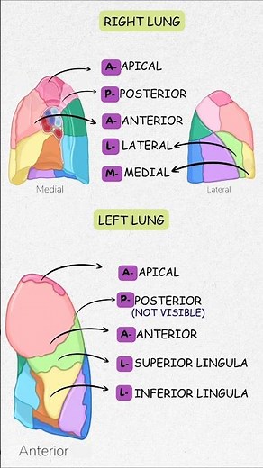 Bronchopulmonary Segments Made Easy |Best Mnemonic & Trick to Learn Lung Anatomy Fast | MBBS Anatomy