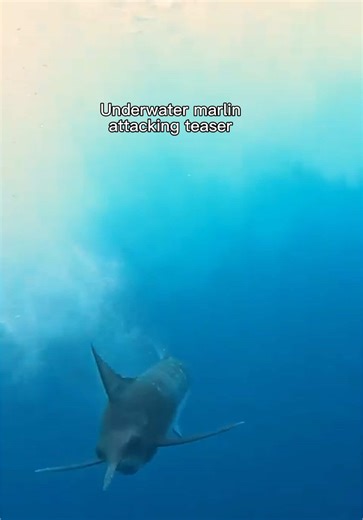 Teasers: The Secret to Catching Marlin in Sportfishing