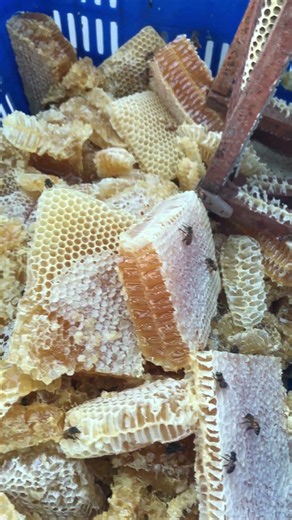 🍯 Uncapping Pure Raw Honey | The First Step to Harvesting Golden Honey 🐝 #Shorts