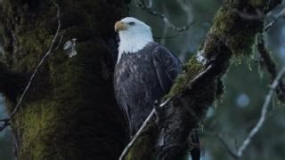 13K views · 452 reactions | Bald eagles are large, predatory raptors...
