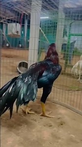 lakha aseel java lakha fighter rooster egss sell india #aseel #rooster #parrotbeak