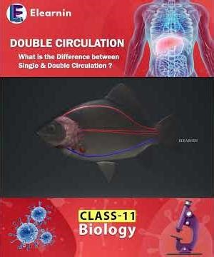 Single Circulation & Double Circulation | Double Circulation | Class 11 Biology Human Heart #shorts