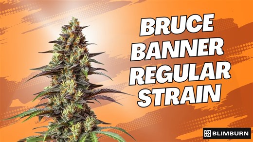 BRUCE BANNER REGULAR STRAIN