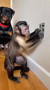Yaboo le singe qui a réussis à atteindre le Super Saiyan 3 😱 #singe #monkey #chien #dog #electrician #electrocution #saiyan #ssj3 #funnyanimals #france #IA | Yaboo & Zaru
