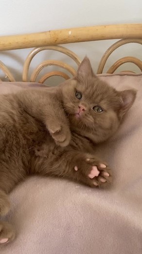 Adorable Chocolate British Shorthair Kitten Compilation