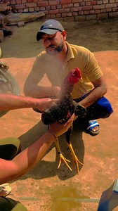 Hnjii #viral #aseelbirds # viral | Sh On Ki