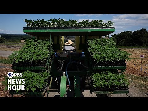 How the reclassification of marijuana could impact users, businesses and research