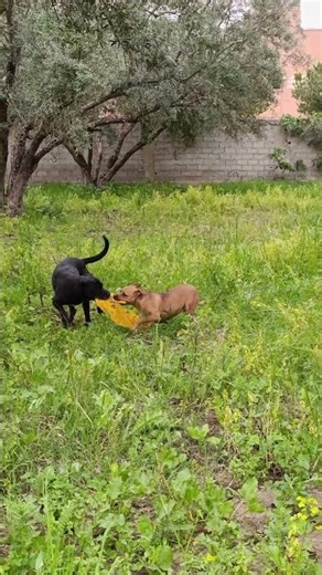 #dog #puppy #animals #subscribe #pitbull #galgo 🥰🥰🥰