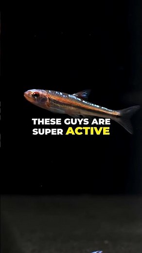 Rainbow Shiners | Stunning Colorful Fish