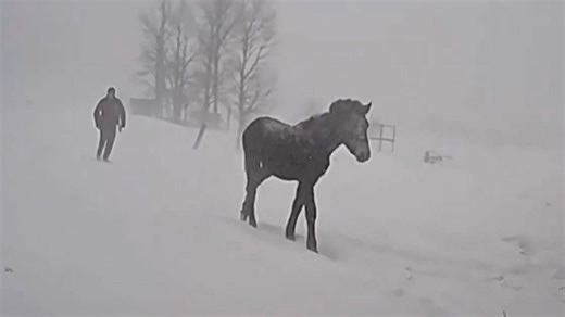 Michigan state troopers rescue runaway horse caught in blizzard