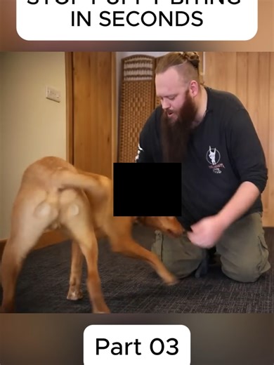 Effective Dog Training Techniques for Better Behavior