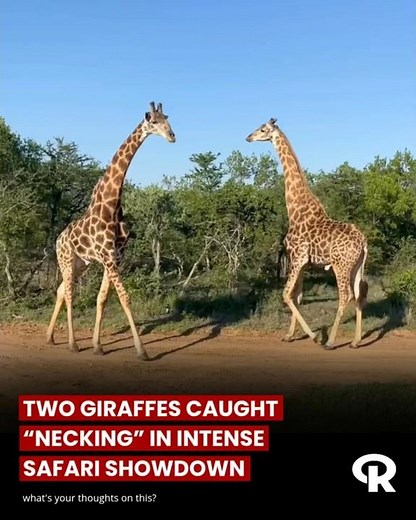 Two Giraffes Clash in Powerful “Necking” Battle on Safari 🦒