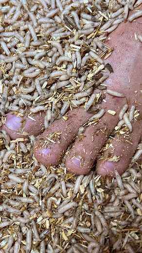 227K views · 341 reactions | Nothing like maggots devouring meat to spice up your day…﫢 NEW EPISODE OUT NOW! Will maggots consume my foot like they did this meat sock? #education #wildlife #learnfromme #coyotepeterson #bravewilderness #themoreyouknow #closeup #creepy #scary | Brave Wilderness | Facebook