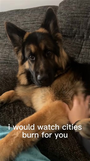 German Shepherd's Vet Visit: Overcoming Fear