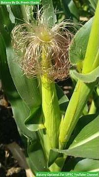 Zea mays - Poaceae Family - Botanical Description - Plant identification #Zea #corn #poaceae #crop