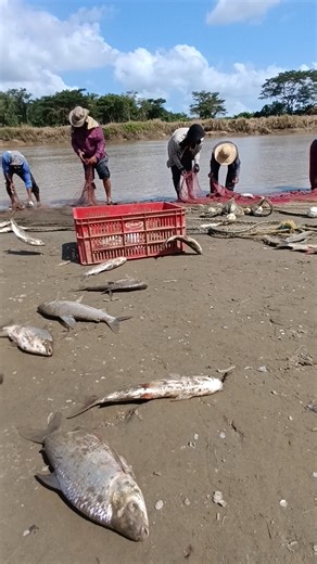 BOCACHICOS SUBA #viralreel #fishing #lineadepesca #fish #viralshort #viralvideo #pescasub #viral