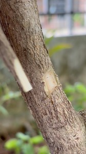 How to graft more varieties into the same tree and take care of orange jasmine trees. | Cha Garden