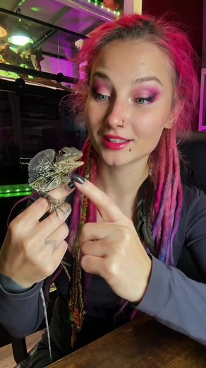 Exploring Colorful Reptiles: Bearded Dragons and More