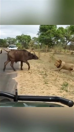 Unbelievable Animal Heroes: You Won't Believe What This Buffalo Did! 🤯