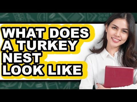 What Does a Turkey Nest Look Like - Explained
