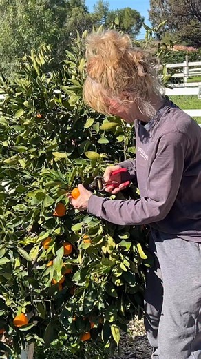 My orange trees are doing fabulous this year! Who knew growing food could be so much fun. Jenilee Harrison Two Girls And A Donkey #jenileeharrison #threescompany #orangetree #farmlife #garden #dallas #80stv #wherearetheynow # | Jenilee Harrison
