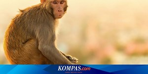 Ramai soal Monyet Masturbasi, Apakah Hanya Primata yang Melakukannya?