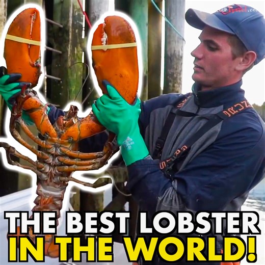 561K views · 3.8K reactions | Atlantic Canadian Lobster is the BEST in the world!!! Join us while we meet a local fisherman and get the best lobster from straight from the sea!!! | Chopstick Travel | Facebook