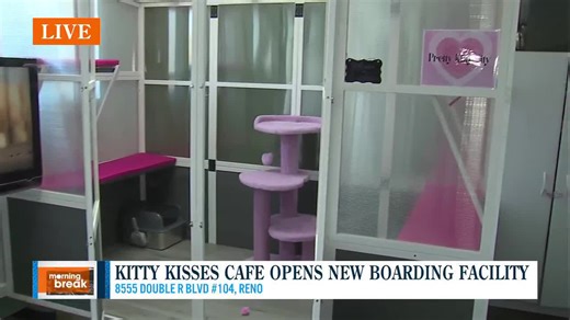 Kitty Kisses Cat Cafe now offers boarding facility to cat owners