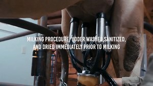 Watch Desert Farms - Camel Milk Farming Practices on Amazon Live