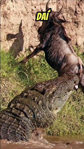 Crocodilo chora quando come? A verdade vai te surpreender 🐊 #curiosidades