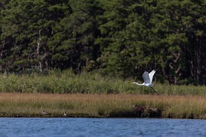 Birds & Birding at Felix Neck