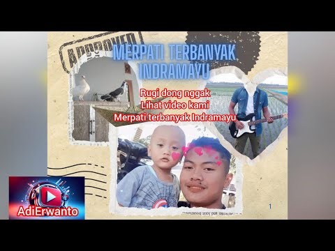 Rugi dong nggak lihat video kami Merpati terbanyak indramayu