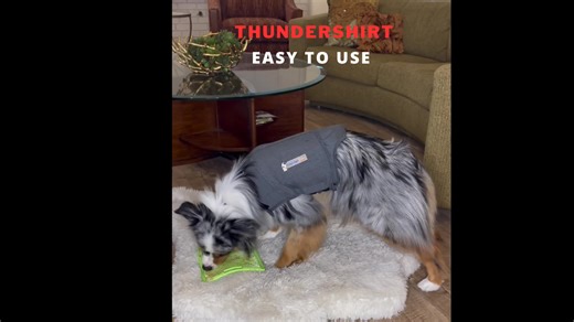 Watch ThunderShirt for sound-related scaries on Amazon Live