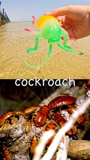 Lagoon Learning | Bug Insect Names for Kids: Grasshopper Cockroach Centipede Stink Bug Scarab Beetle