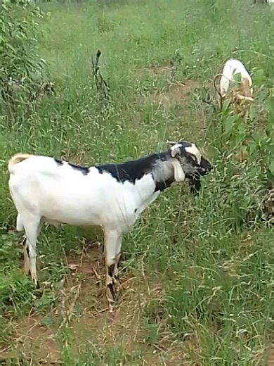 Galla Goats: A Profitable Goat Farming Venture