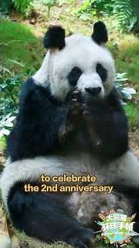 【Pandas' World Travel】Giant Panda Ying Ying Delivered Twin Cubs In Hong Kong | iPanda