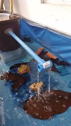 diy water filter #crayfish #diywaterfilter #shortvideo