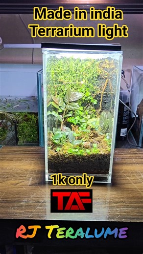 New Terrarium light for my 1st Terrarium #aquarium #aquascape #terrarium #shorts #plants