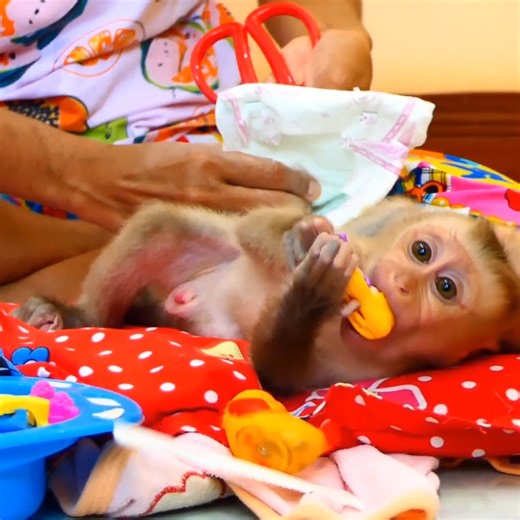 4.2K views · 100 reactions | Obedient Smart Baby Monkey... . . . #reel #cute #animals #lovely #newbornbabymonkey #monkey | Cute Baby Monkey | Facebook