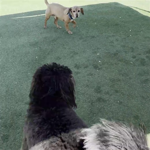 If daily walks feel like a battle, it’s time for a change 🐕‍🦺 Our Sarasota trainers help your dog learn calm, confident behavior — and make your life easier. 🏠 Plus, we offer top-rated daycare and boarding when you’re away! 🐕🐩 2-OFFER SPECIAL: #1 – 5 FREE Days of Daycare (plus enrichment) OR #2 – 4 FREE Training Sessions: Pet Manners 101 Sign up by November 5th Click below to book your free assessment and take the first step toward peace of mind! | Ruffgers Dog University - Sarasota