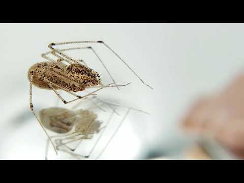 Spitting Spider (Scytodes longipes) exhibiting its "spitting" behavior.
