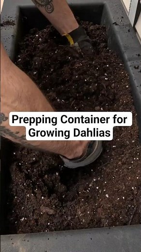Unlock Lush Dahlia Blooms in Container Planting #garden #dahlias #containergardening