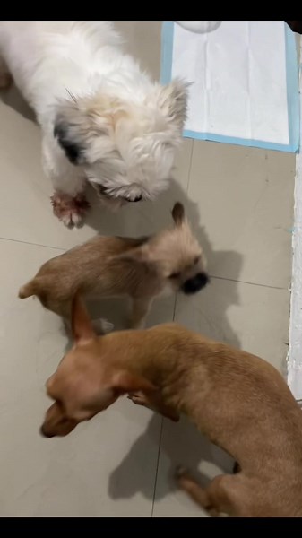 Meet Our Adorable Mini Pintzu: A Charming Crossbreed